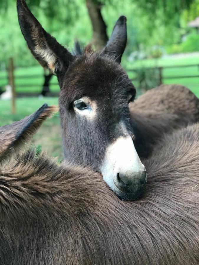 오이아츠준 Agroturismo Anziola 빌라 외부 사진